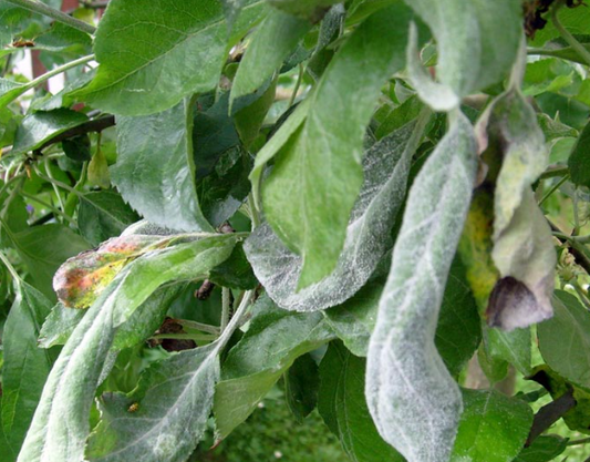 Powdery mildew