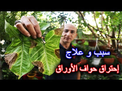 ازوستار - 50% - 200 Ml - مبيد فطري